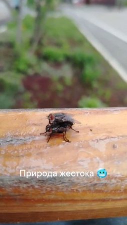 Жестокая природа России .