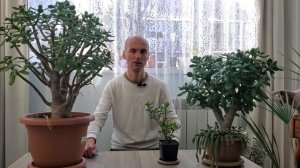 Готовим Крассулы к обрезке ПРАВИЛЬНО | Толстянка | Ден?