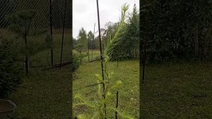Лиственница Хорстман Рекуверд