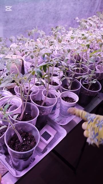 Подготовка рассады к сезону под фитолампами #проект #о смотреть онлайн