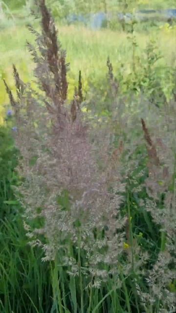 Вейник наземный!🌾#природа #растения #луг #интересно #na