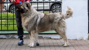 ЧАРУЮЩАЯ ЗВЕЗДА кавказская овчарка