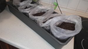 Мои любимые проверенные сорта огурцов. Как я сею огурцы на рассаду для раннего урожая.