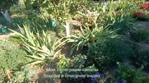 Сорта петуний. Моя кустовая петуния.