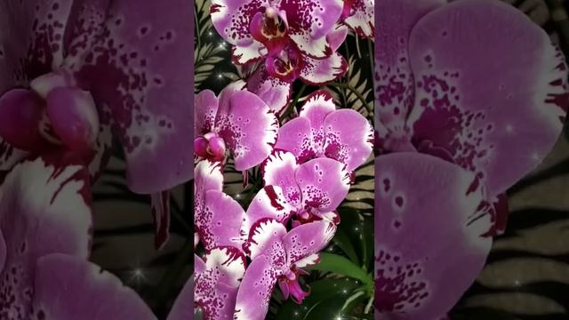 #орхидеябиглип #орхоманьяк #биглип #фаленопсис #орхиде
