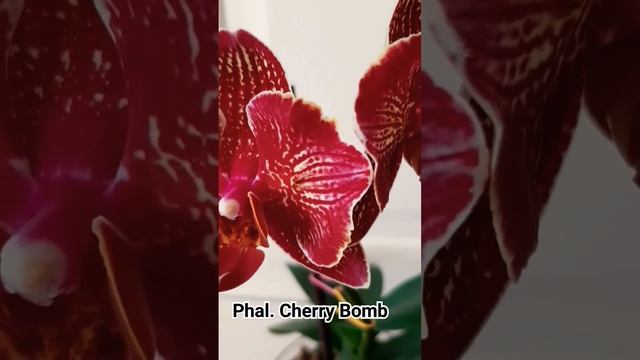 Цветение орхидеи бабочки смотреть онлайн