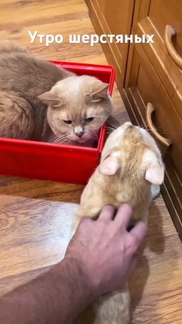 Утро Антошки и Семена смотреть онлайн