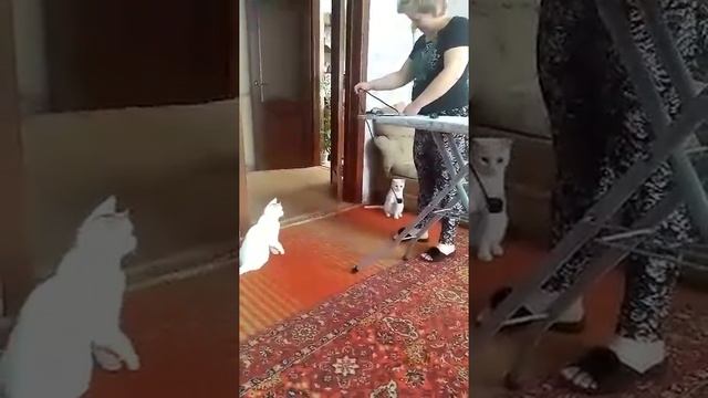 Моня и Снежок играют с проводом. смотреть онлайн