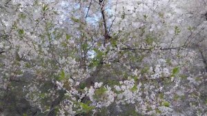 08-05-2025. Вишнёвый сад весь в цвету🌼