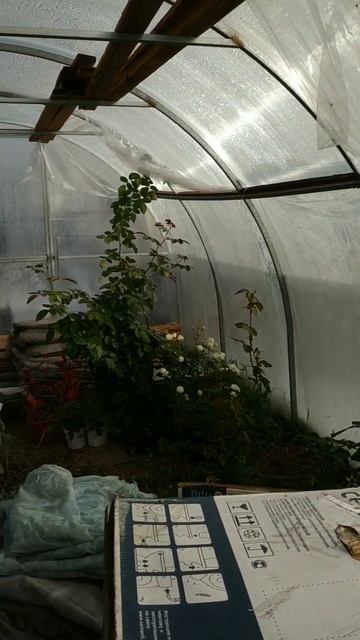 Розовая теплица 14.10.24. смотреть онлайн