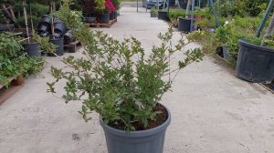 Вейгела BLACK AND WHITE, CLT 20, BUSH