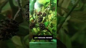 Шишки в аквариуме. #аквариум #шишка #амбровые #ольха # п?