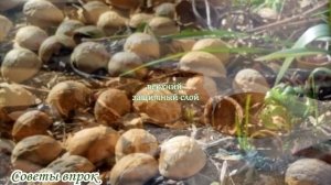 ➤ Зачем нужна скорлупа грецкого ореха ➤ не торопитес?