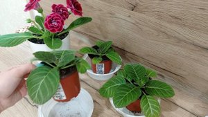 три месяца после укоренения листа Глоксинии.