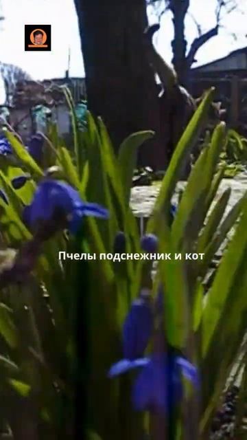 Мы семья Пчелы подснежники и кот