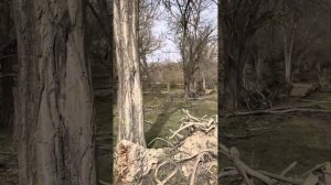 Столярная жизнь…белая акация