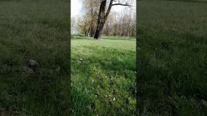 Парк