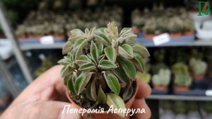 Пеперомия Асперула (Peperomia asperula)