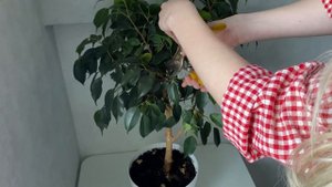 Весенняя обрезка Фикуса Бенджамина