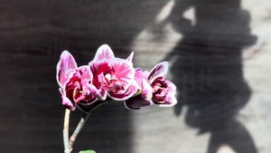 Фаленопсис Black angel/phal. Black angel