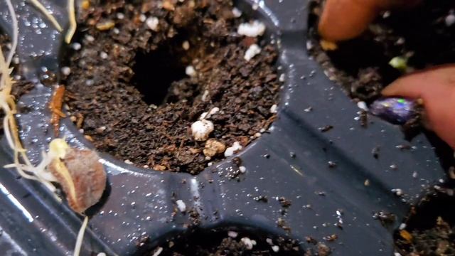 Момордика-Деси Владовска #безкопаене смотреть онлайн