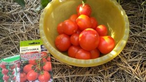 обзор томатов 🍅,,Запуняка,, и ,,Сладкая встреча,, .