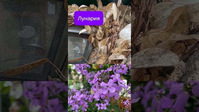 Веночек и семена! И красиво и полезно! смотреть онлайн