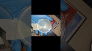 Выращивание плесневых грибов на агар-агаре и разрушаю