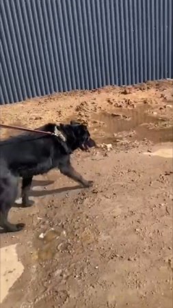 Какой же он КЛАССНЫЙ!!!

ЧАК… собака – УЛЫБАКА !