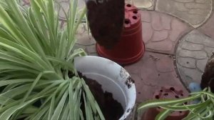 ХЛОРОФИТУМЫ ПОСЕЛЯТСЯ В ОДНИН ГОРШОК!