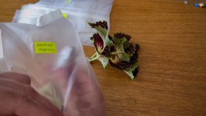 Упаковка черенков в посылку / Колеусы почтой / Garden Coleus