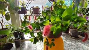 Акалифа. Лисий хвост