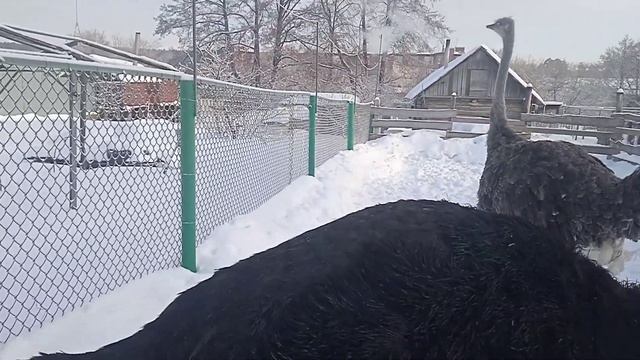 Содержание страусов в домашних условиях.Ульяновская ? смотреть онлайн