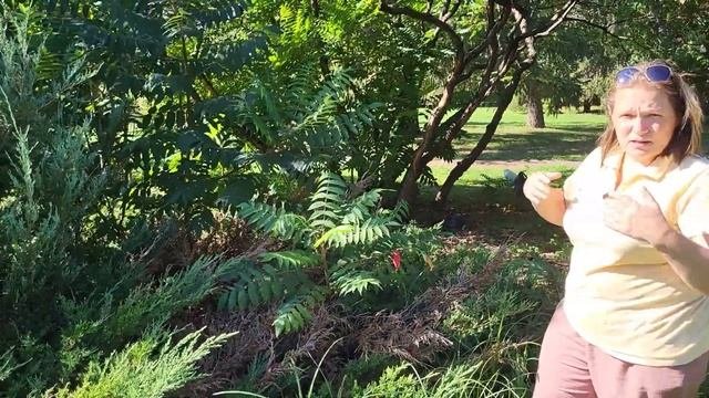 ХВОЙНЫЕ РАСТЕНИЯ, всё что НЕОБХОДИМО знать