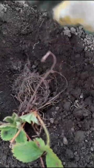 Посадка земляники смотреть онлайн