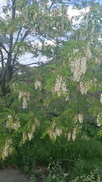 ЗАЦВЕЛА БЕЛАЯ АКАЦИЯ #город61 #garden #садогород #белаяака? смотреть онлайн
