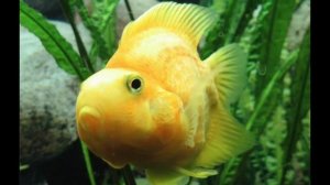 РЫБКА - ПОПУГАЙ 🐠: содержание , кормление , уход и разв?