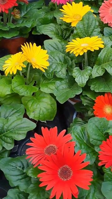 ЯРКИЕ ГЕРБЕРЫ... смотреть онлайн