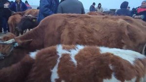 Kogon mol bozori ona bola sigirlar narxlari 23 февраля 2025 г.