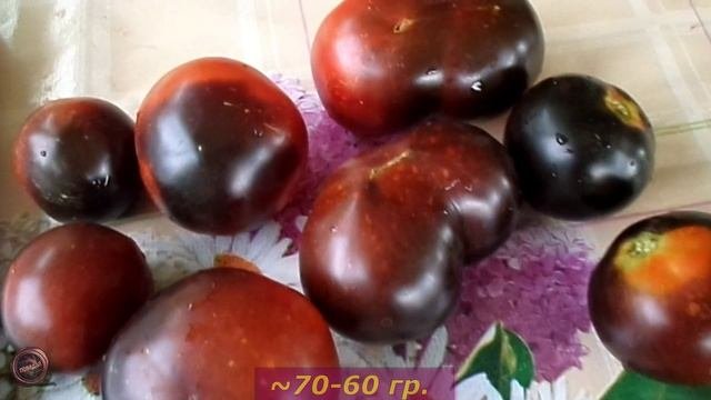 томат уголёк-24