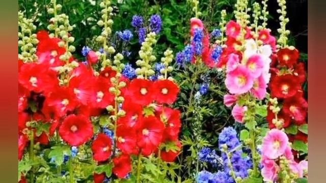 вірш 'Мальва"