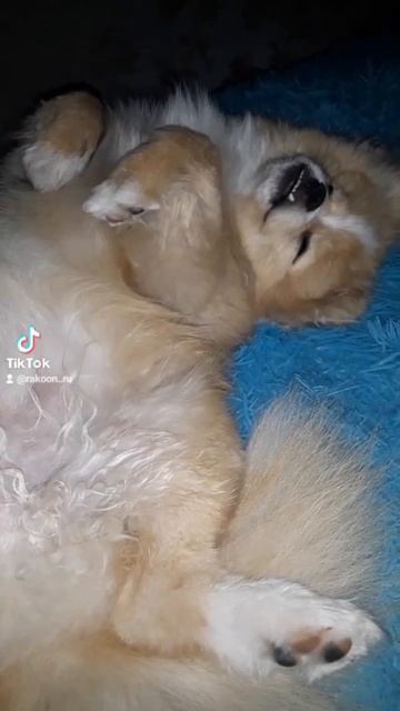 спать с домашними тепло и уютно