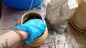 Бонсай из обычной сосны. Формируем своими руками Бонс?