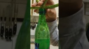 укоренение алоэ