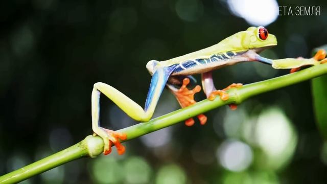 Лягушка: Бесхвостая Амфибия | Интересные факты про ляг