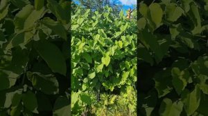 Рейнутрия Сахалинская! Нужна ли в Вашем саду?🏵#сад #ра