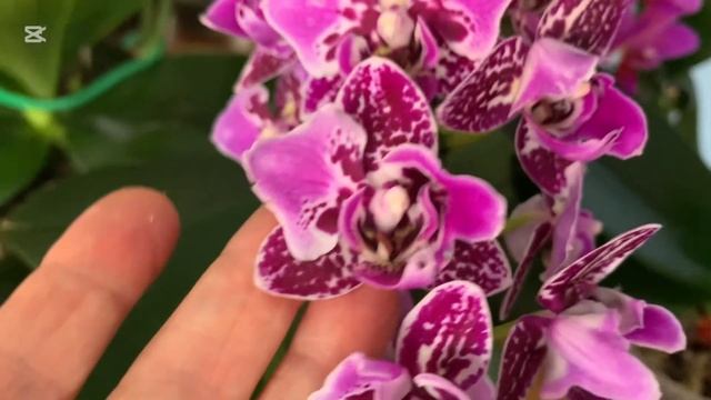 Цветущие орхидеи в детской. Цветоносы и клещ. (15.10.24) смотреть онлайн