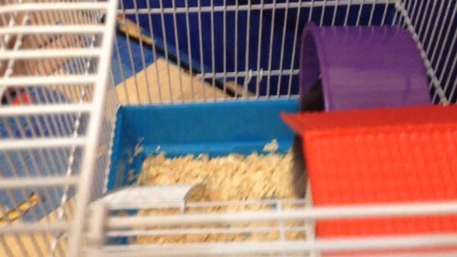 Новый питомец смотреть онлайн