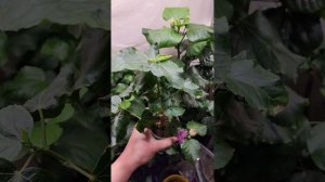 Укоренение гибискуса воздушными отводками.