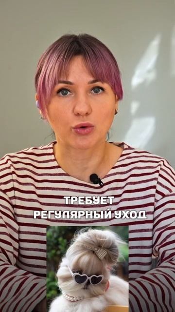 Порода ши-тцу: плюсы, минусы, особенности ухода | Совет?